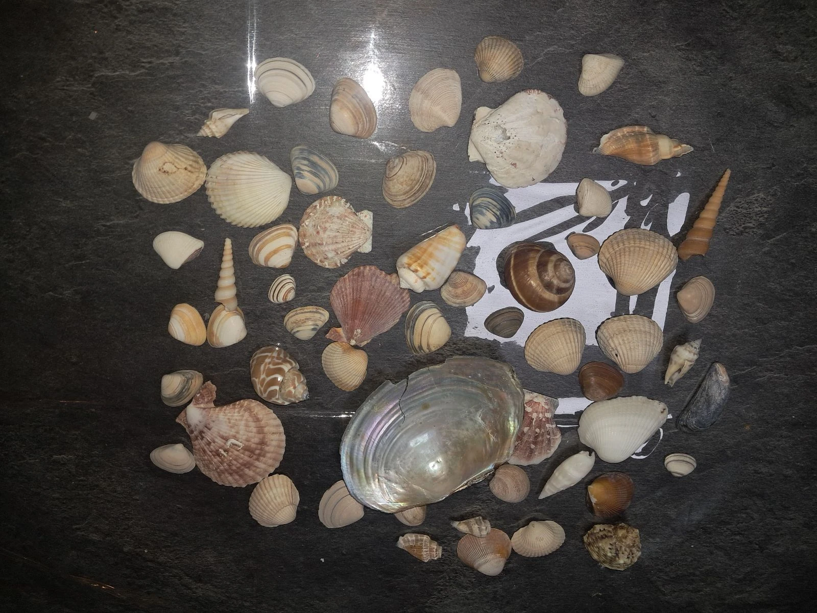 Batch of shells – photo 3